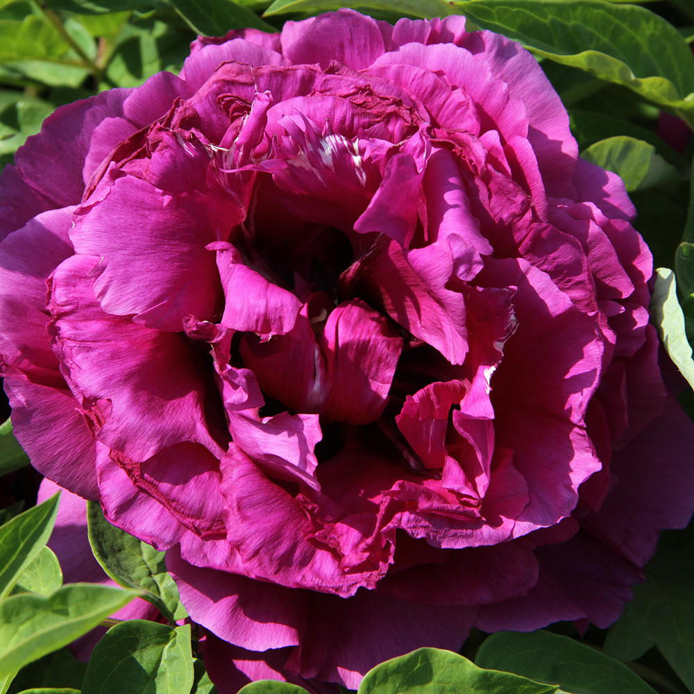 Пион древовидный Радужно-пурпурная корона 1шт/Paeonia Jing Zi Guan Cai (Цзин Цзы Гуань Цай)