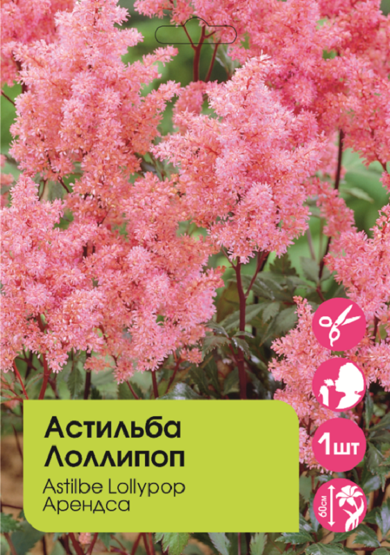Астильба Лоллипоп 1шт /Astilbe Lollypop