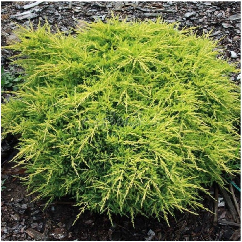 Можжевельник средний Голдкиссен С2-3 1шт/Juniperus media Goldkissen