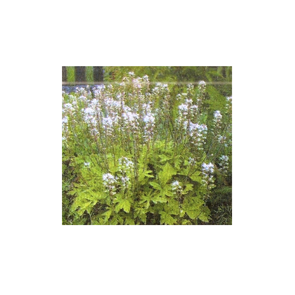 Тиарелла Верий Р9 1шт/Tiarella wherryi