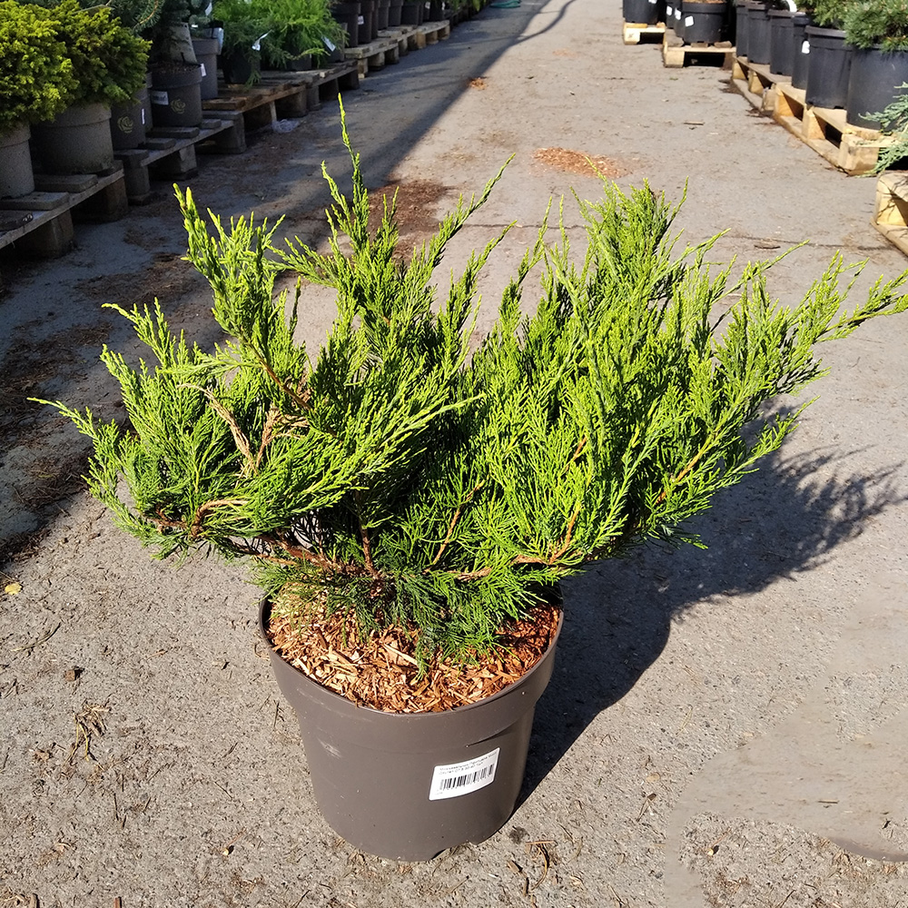 Можжевельник Пфитцера Минт Джулеп С7,5 (высота 30-40см) 1шт/Juniperus pfitzeriana Mint Julep
