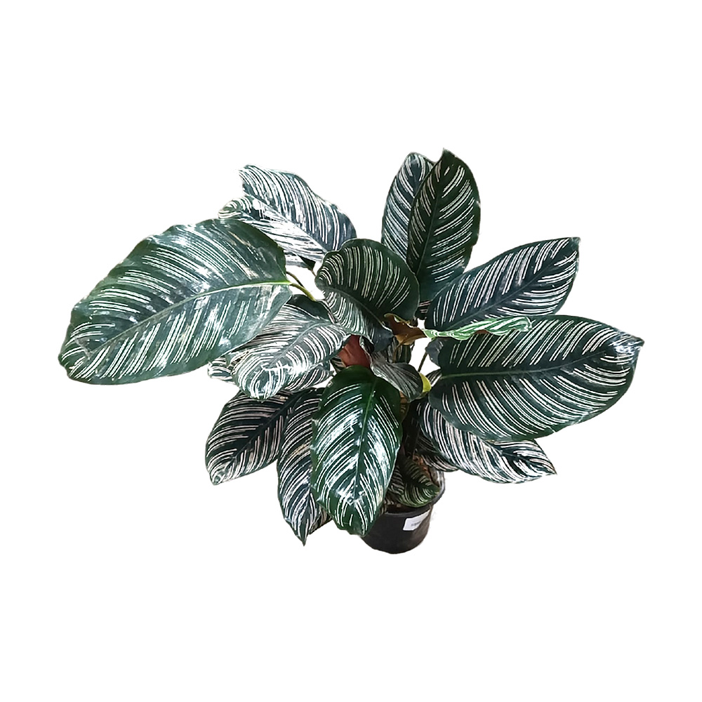 Калатея sanderiana д.17