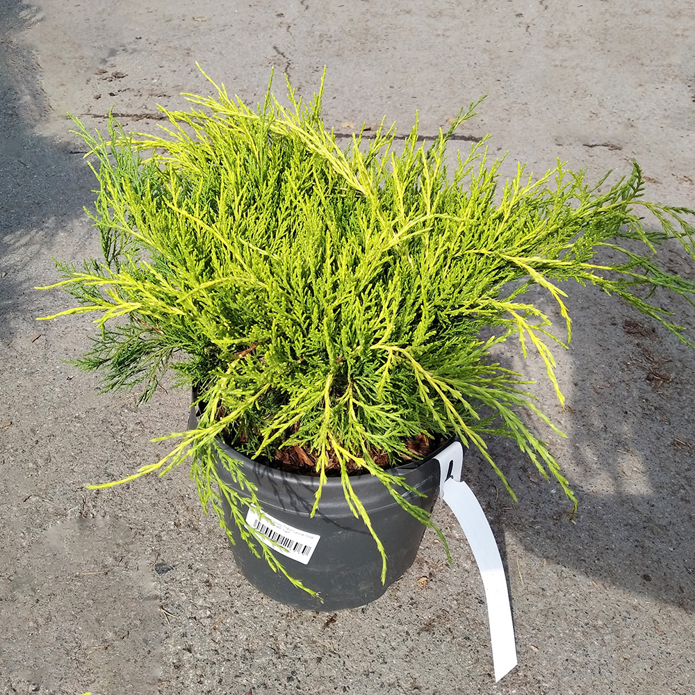 Можжевельник Пфитцера Олд Голд  С5 (высота 30-40см) 1шт/Juniperus pfitzeriana Old Gold