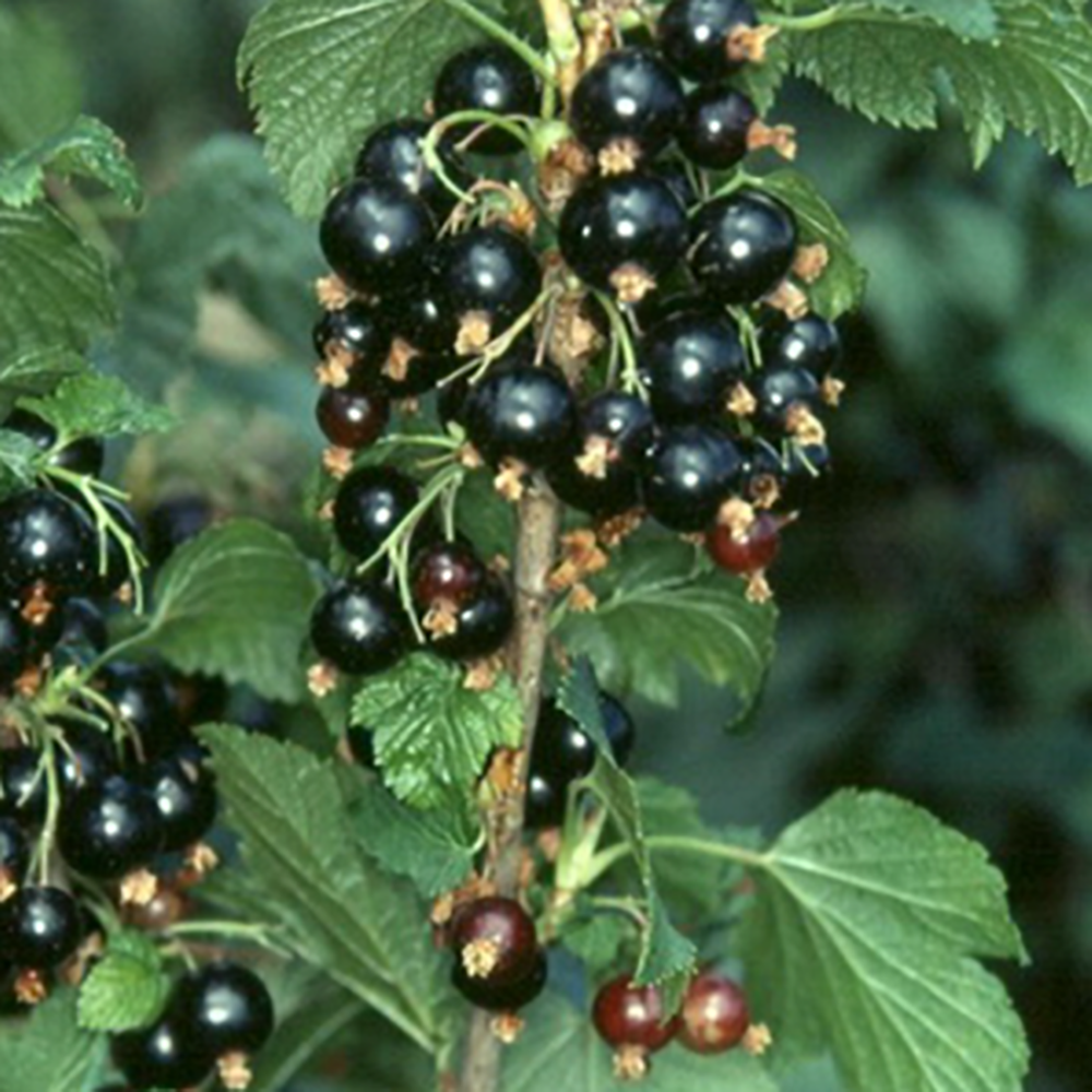 Смородина черная Перун 1шт.