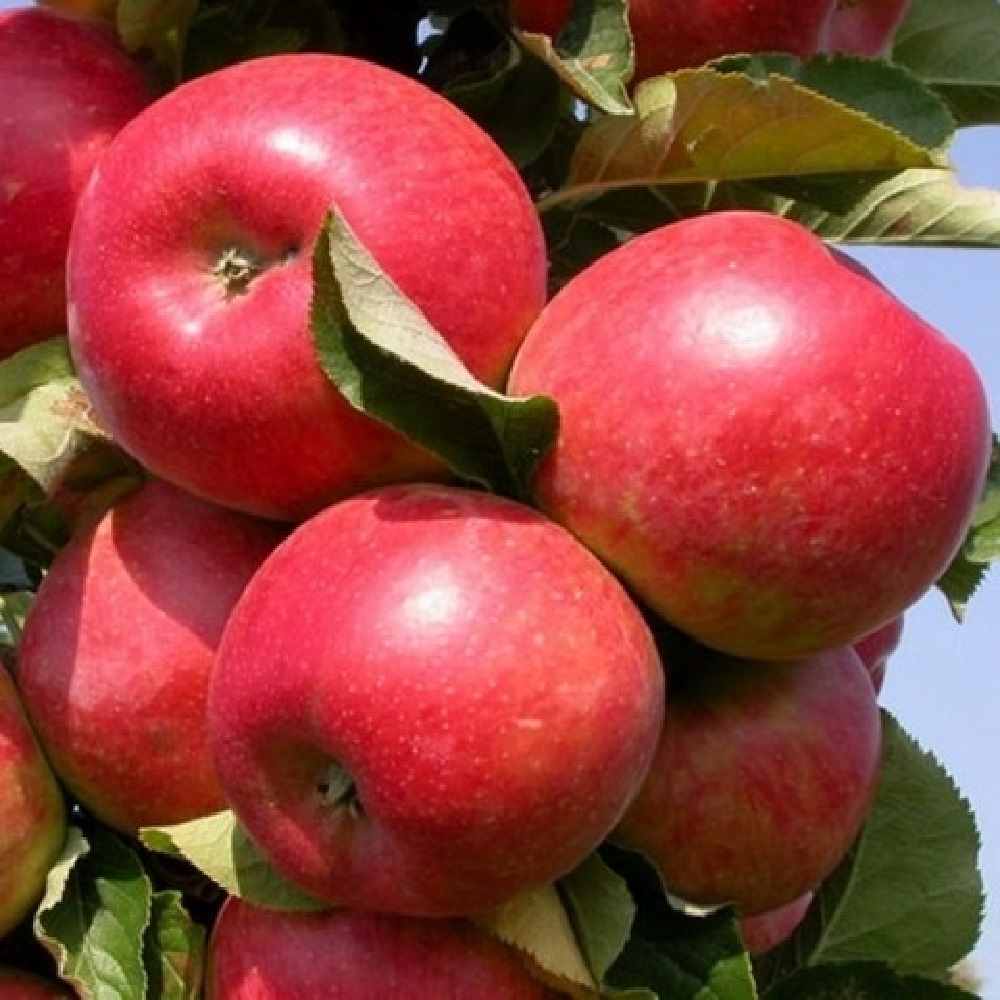 Яблоня Приземленное карликовая С2 1шт