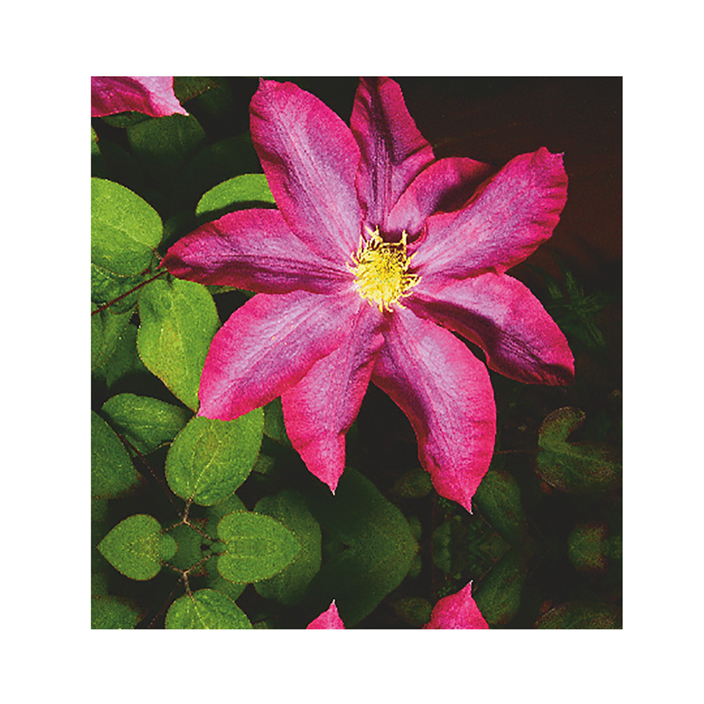 Клематис Какио Пинк Шампейн гр. обр.2 P9 1шт /Clematis Kakio Pink Champagne