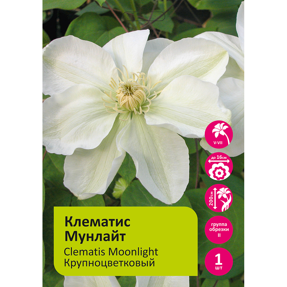 Клематис Мунлайт  1шт гр. обрезки 2/Clematis Moonlight