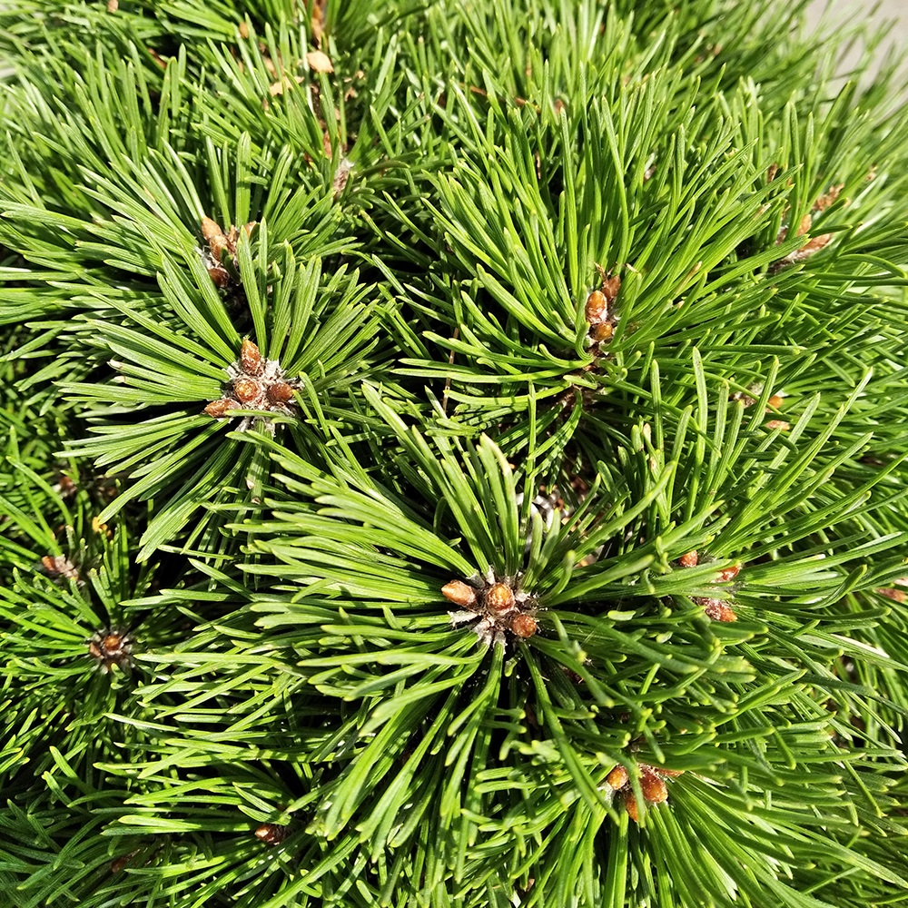 Сосна горная Альгау С10 (высота 30-35см) 1шт/ Pinus mugo Allgau