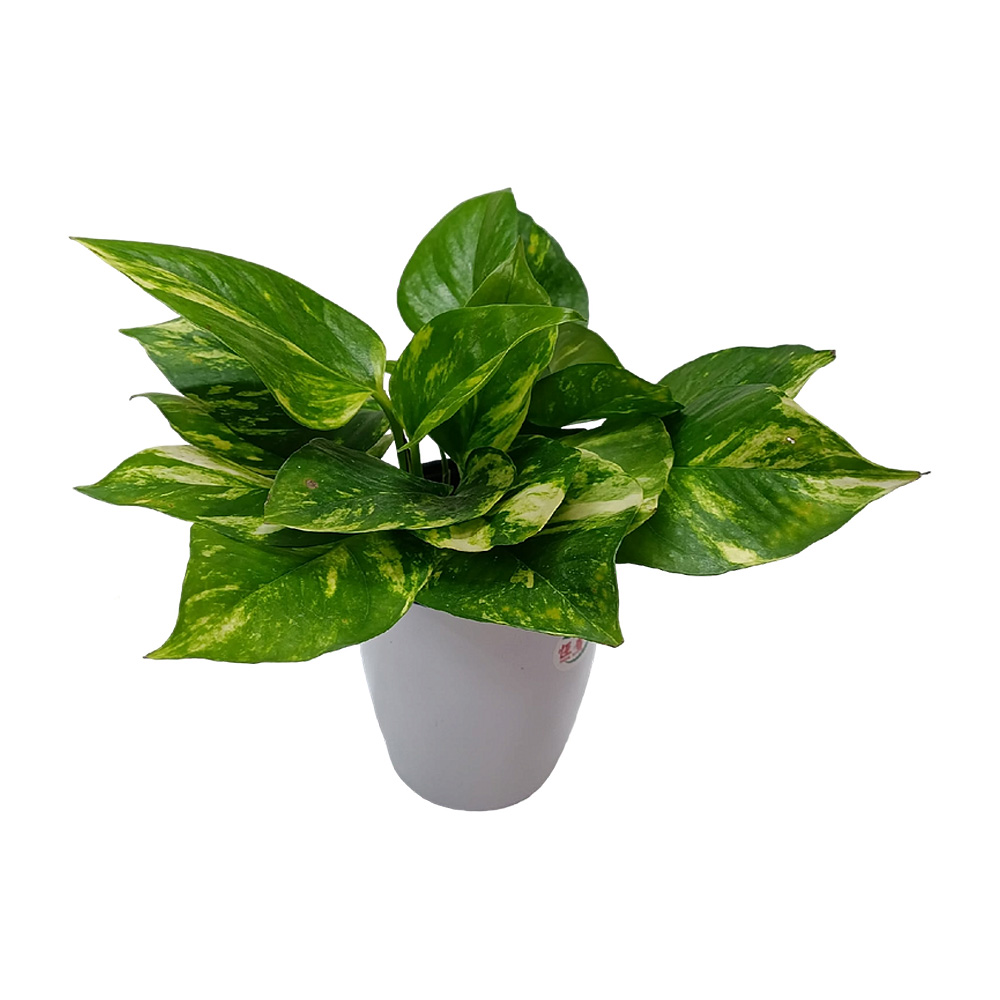 Эпипремнум Ауреум aureum д.12 горшок с автополивом