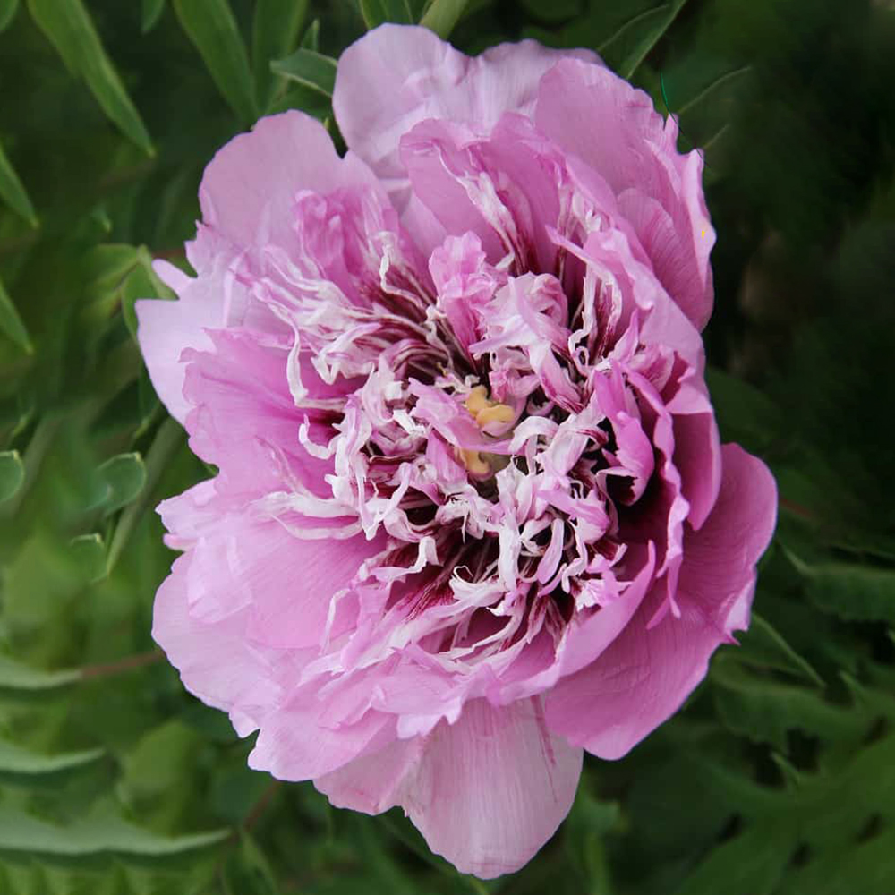 Пион древовидный Флейр Местириос 1шт 2/3 /Paeonia Flare Mysterious