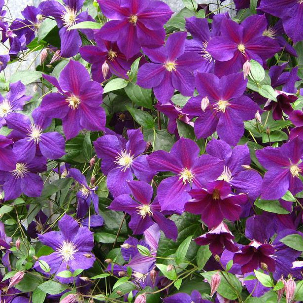 Клематис Стар оф Индия 1шт гр. обрезки 3/Clematis Star of India