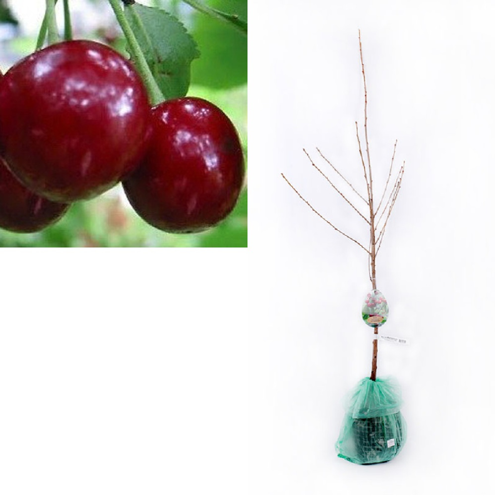 Вишня Саратовская малышка (дюк) 1шт