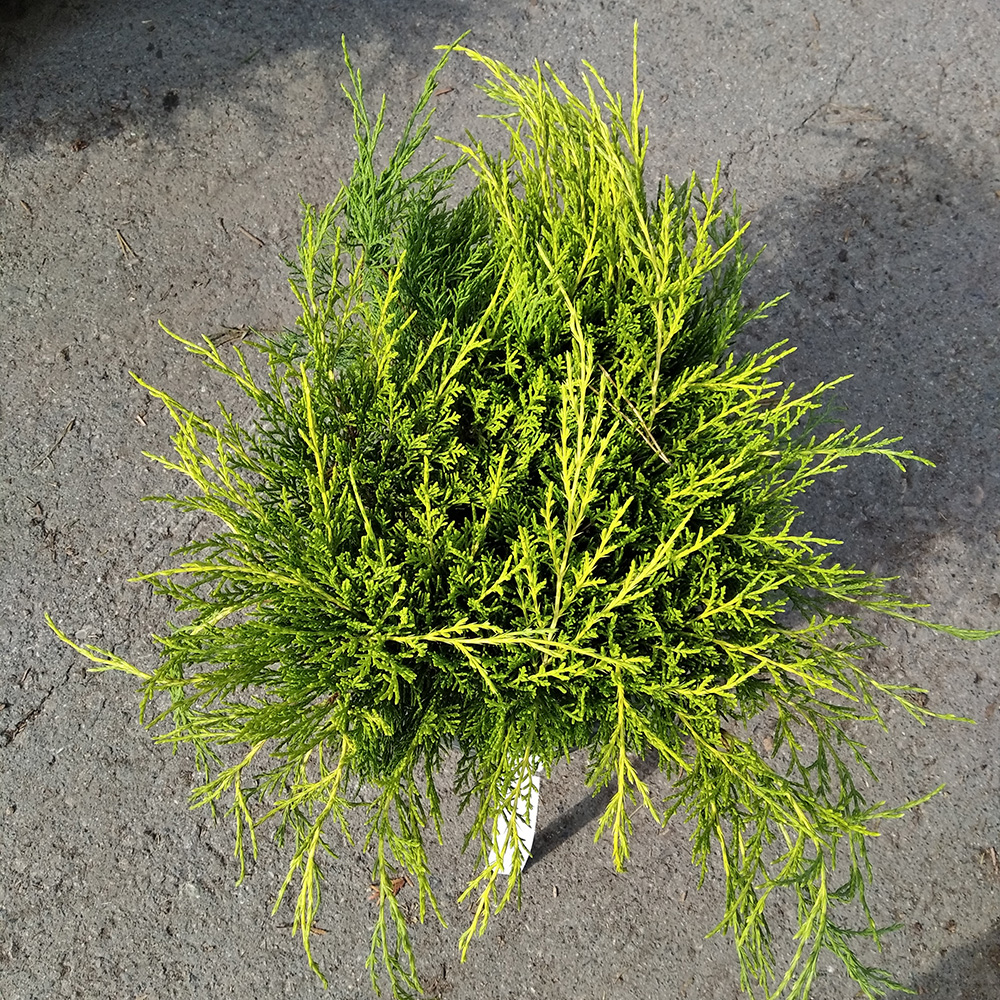 Можжевельник Пфитцера Олд Голд  С5 (высота 30-40см) 1шт/Juniperus pfitzeriana Old Gold