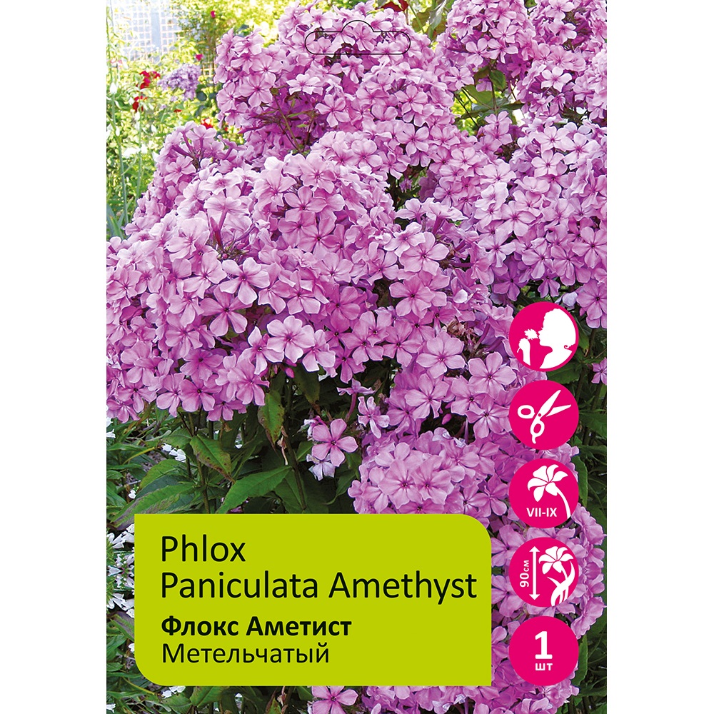 Флокс Аметист 1шт метельчатый /Phlox Paniculata Amethyst 