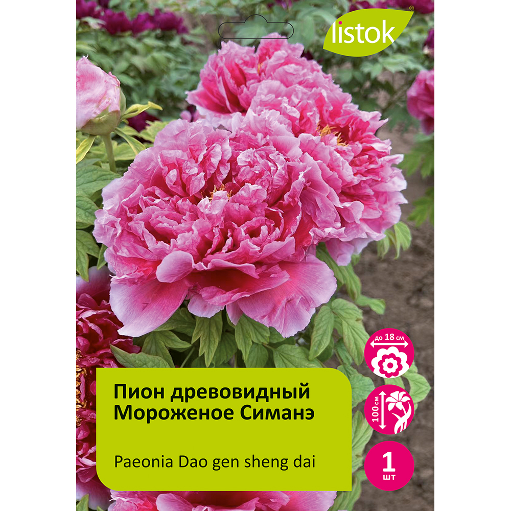 Пион древовидный Мороженое Симанэ 1шт/Paeonia Dao gen sheng dai(Shimane sundaes) (Дао Гэнь Шэн Дай) Японская селекция