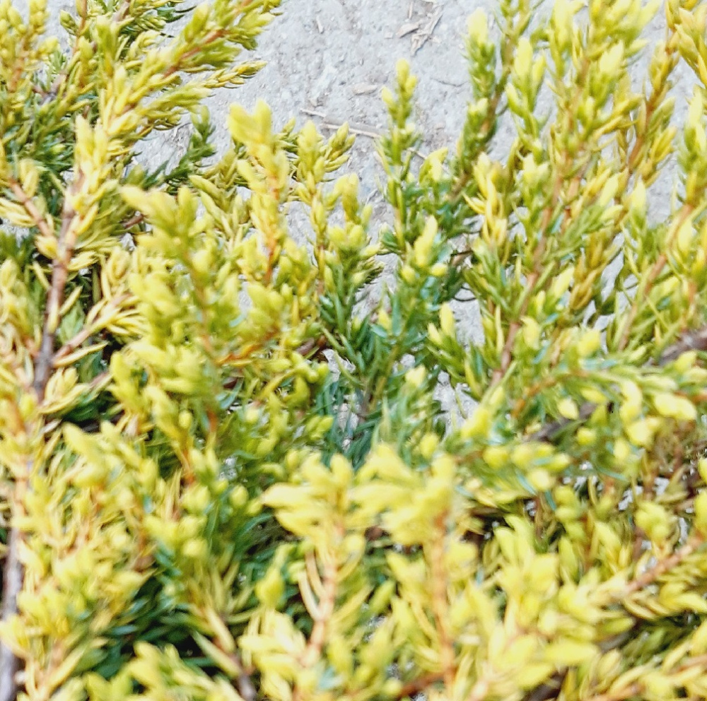 Можжевельник обыкновенный Голдшатц  С8 H30-40см 1шт