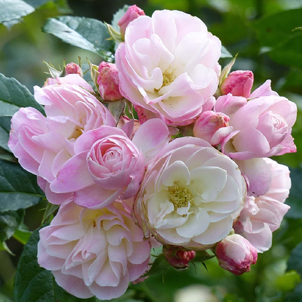 Роза мускусный гибрид Букет Парфе 1шт/Rosa Bouquet Parfait