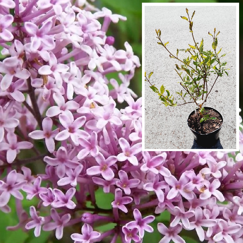 Сирень Звегинцова С5 H40-60 1шт