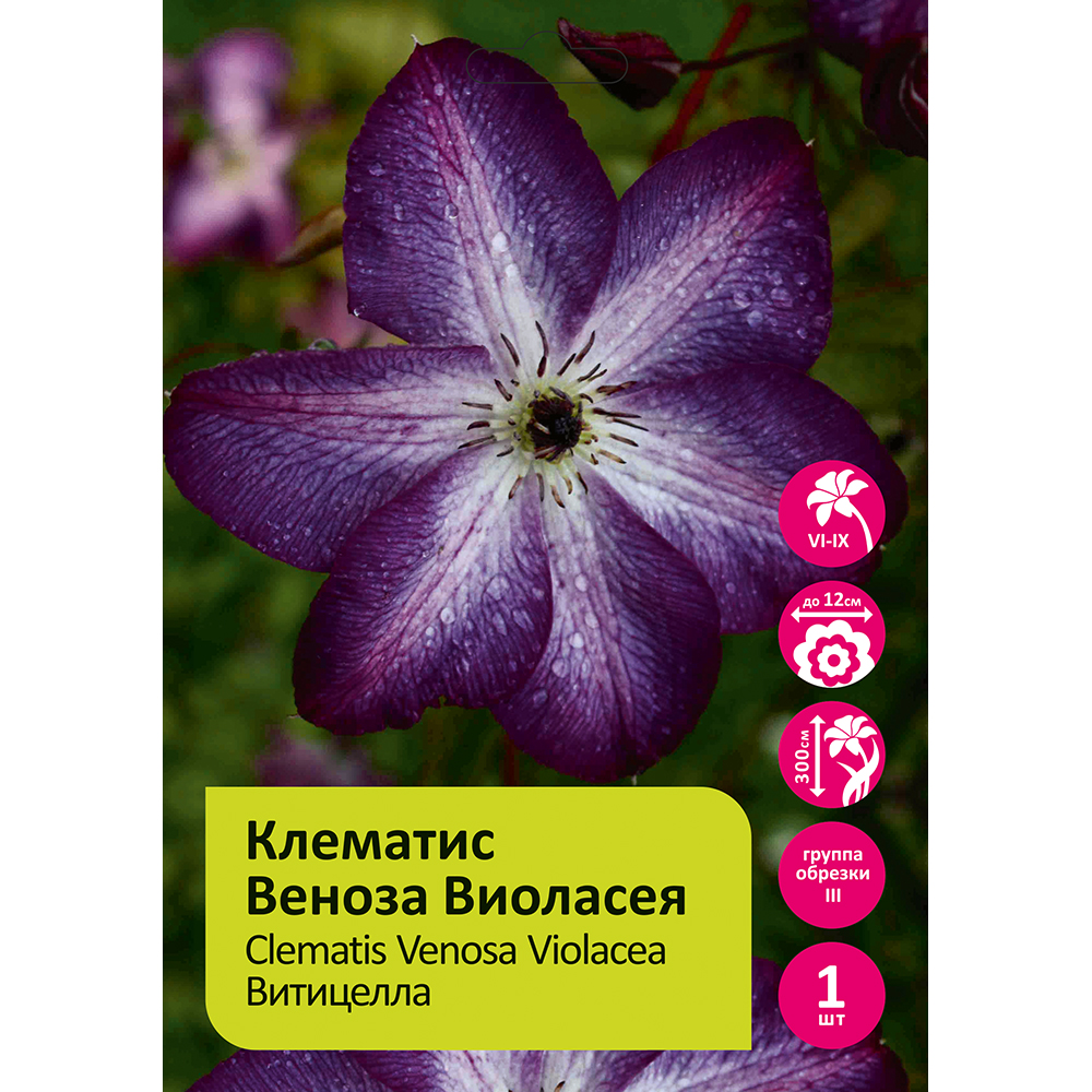 Клематис Веноза Виоласея 1шт  гр.обрезки 3 /Clematis Venosa Violacea
