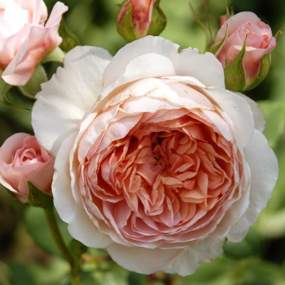 Роза Уильям Моррис английсксая 1шт./ William Morris /20