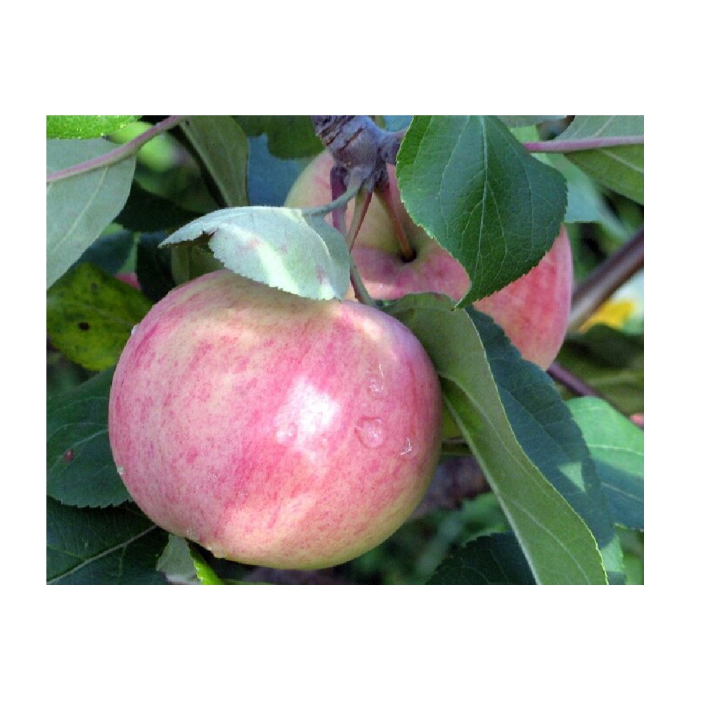 Яблоня Соковое -3, в контейнере 2-3л