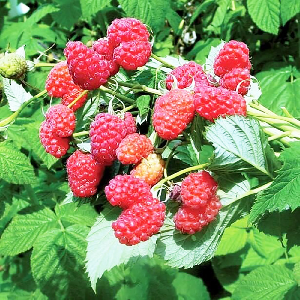 Малина Маросейка перспективные сорта 1шт (без шипов)