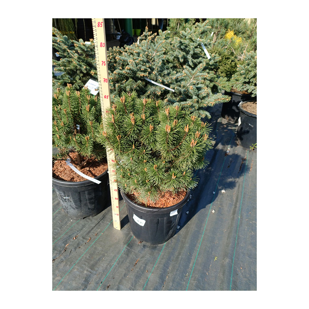 Сосна горная Гнездо С15 (40-60) 1шт/Pinus mugo Hnizdo