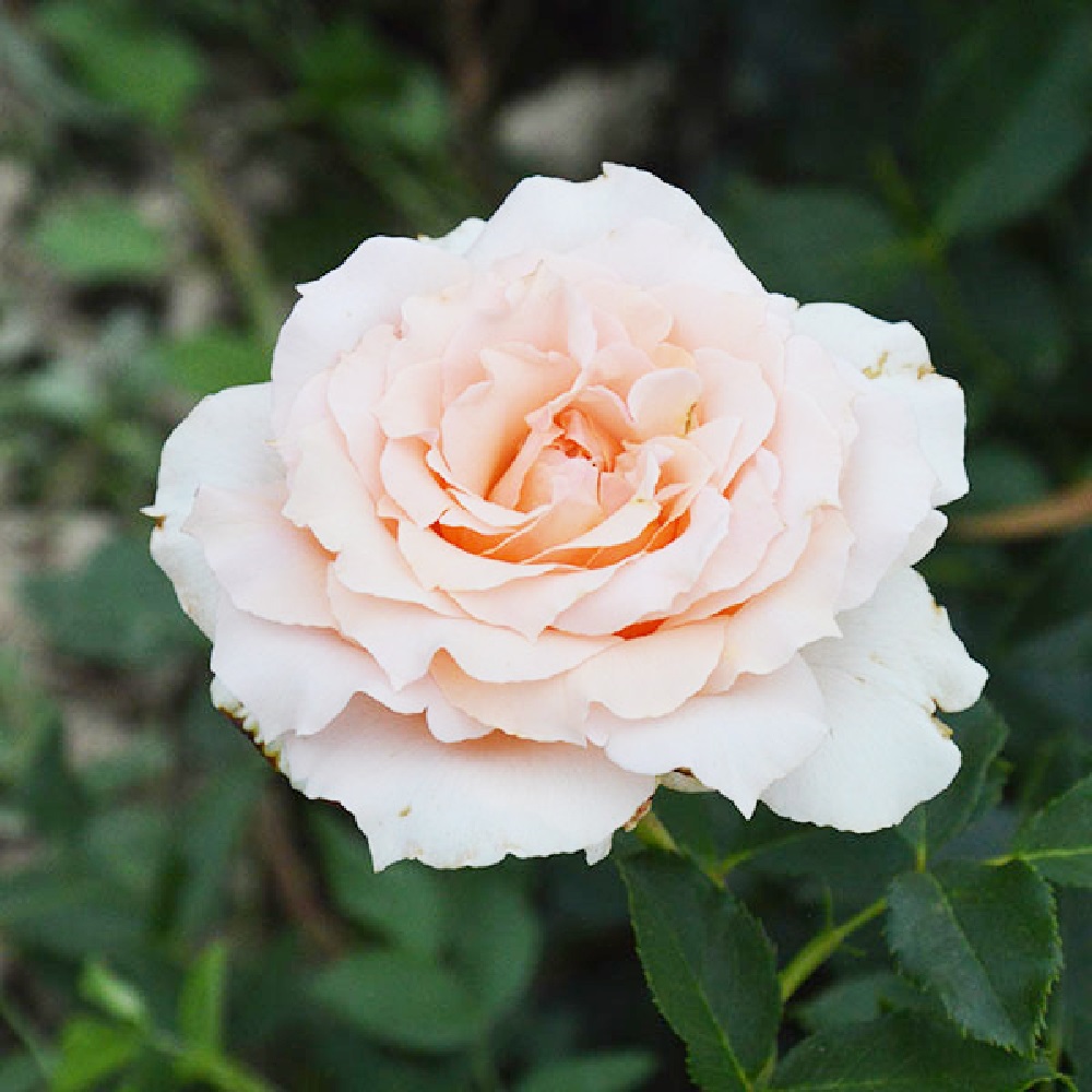 Роза Тамора английская 1шт /Tamora / 20