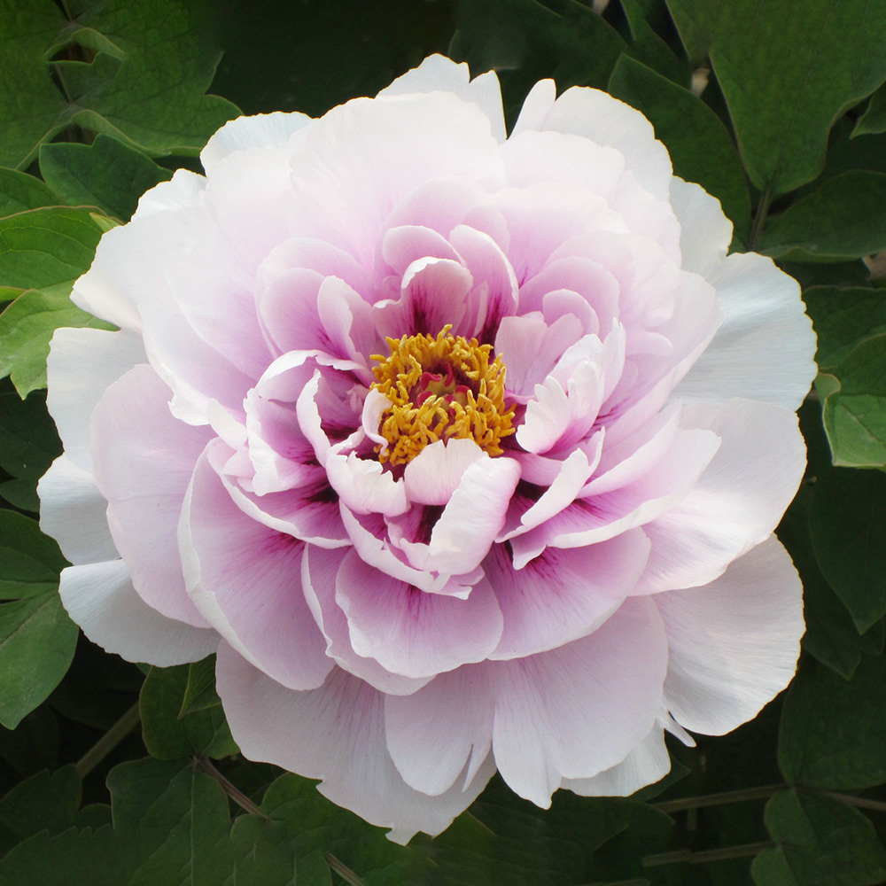 Пион древовидный Нефритовый страж 1шт/Paeonia Jing Yu Xiang (Цзин Юй Сян)