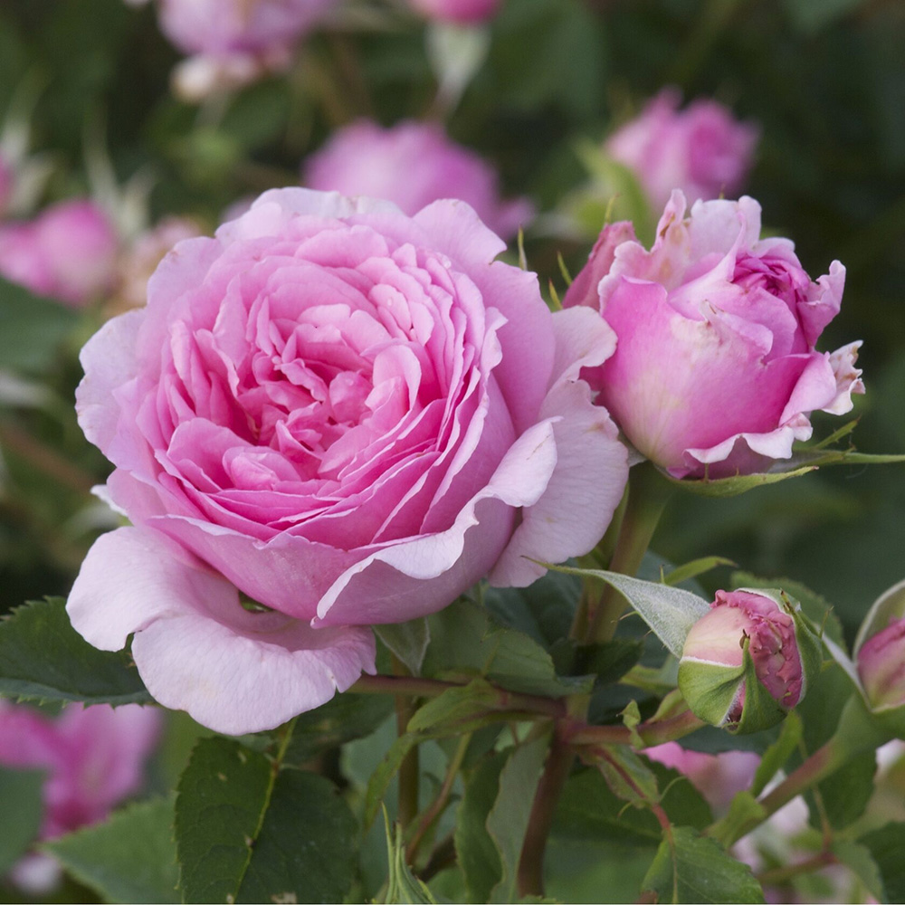 Роза Бьенвеню 1шт плетистая /12