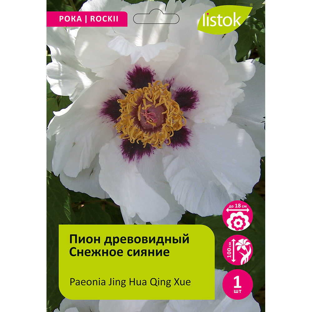 Пион древовидный Снежное сияние 1шт/Paeonia Jing Hua Qing Xue (Цзин Хуа Цин Сюэ)