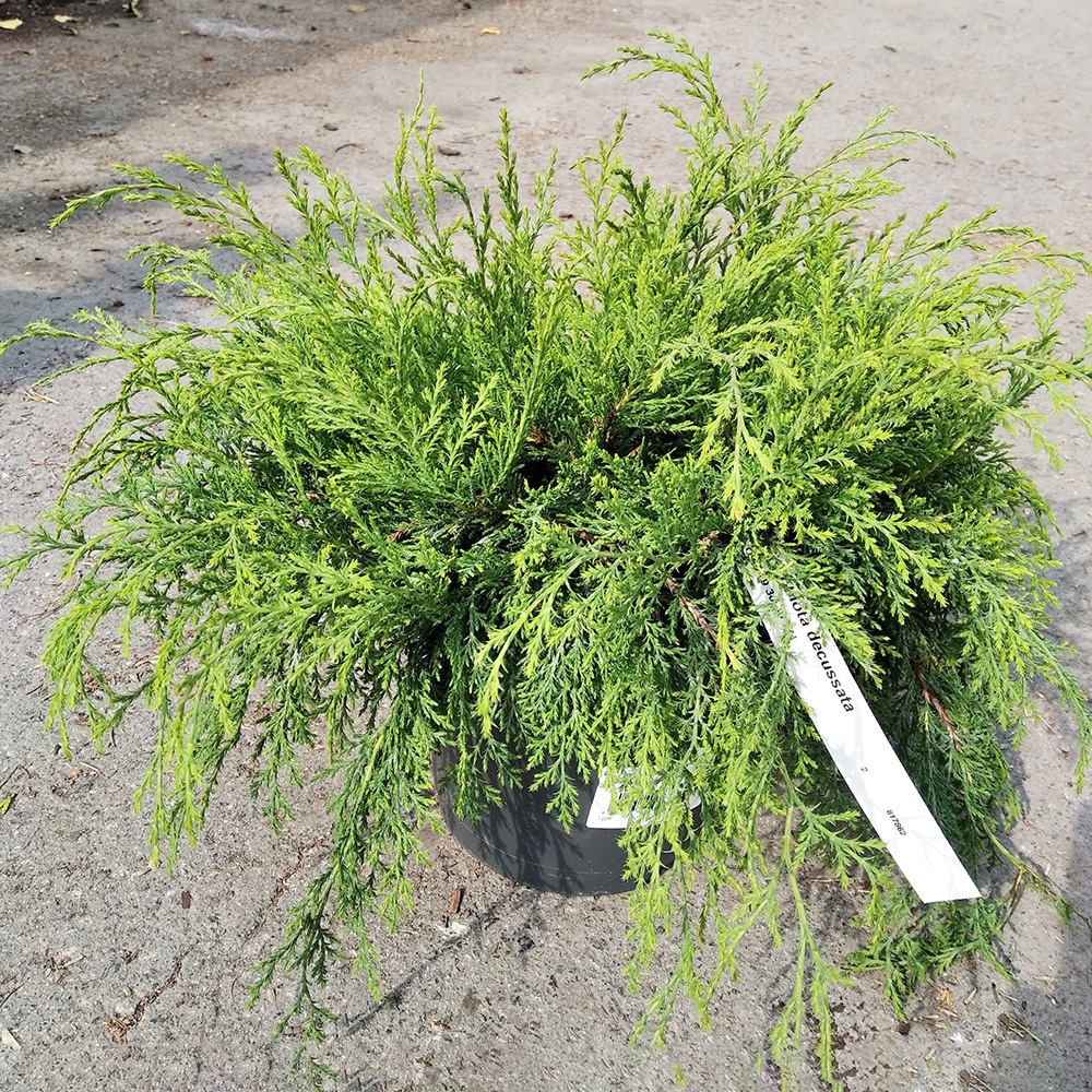 Микробиота перекрестнопарная С3 (высота 30-35см) 1шт/Microbiota decussata