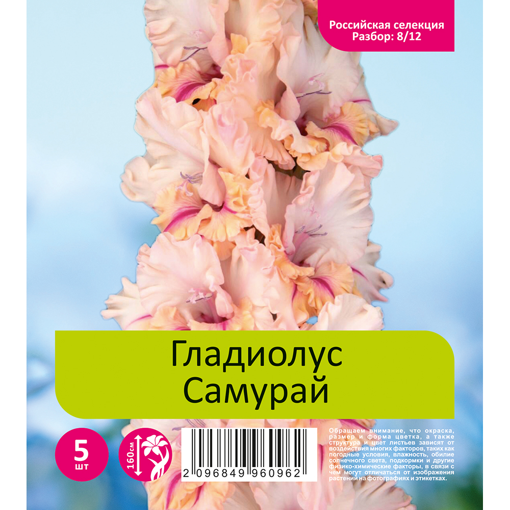 Гладиолус Самурай 5шт  (разбор 8/12)