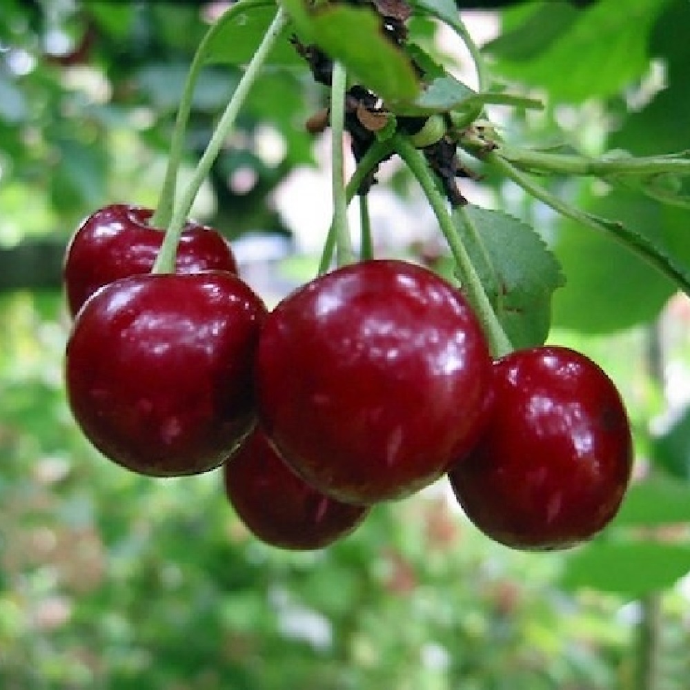 Вишня Чудо-вишня (дюк) в горшке 2л/ 1шт 