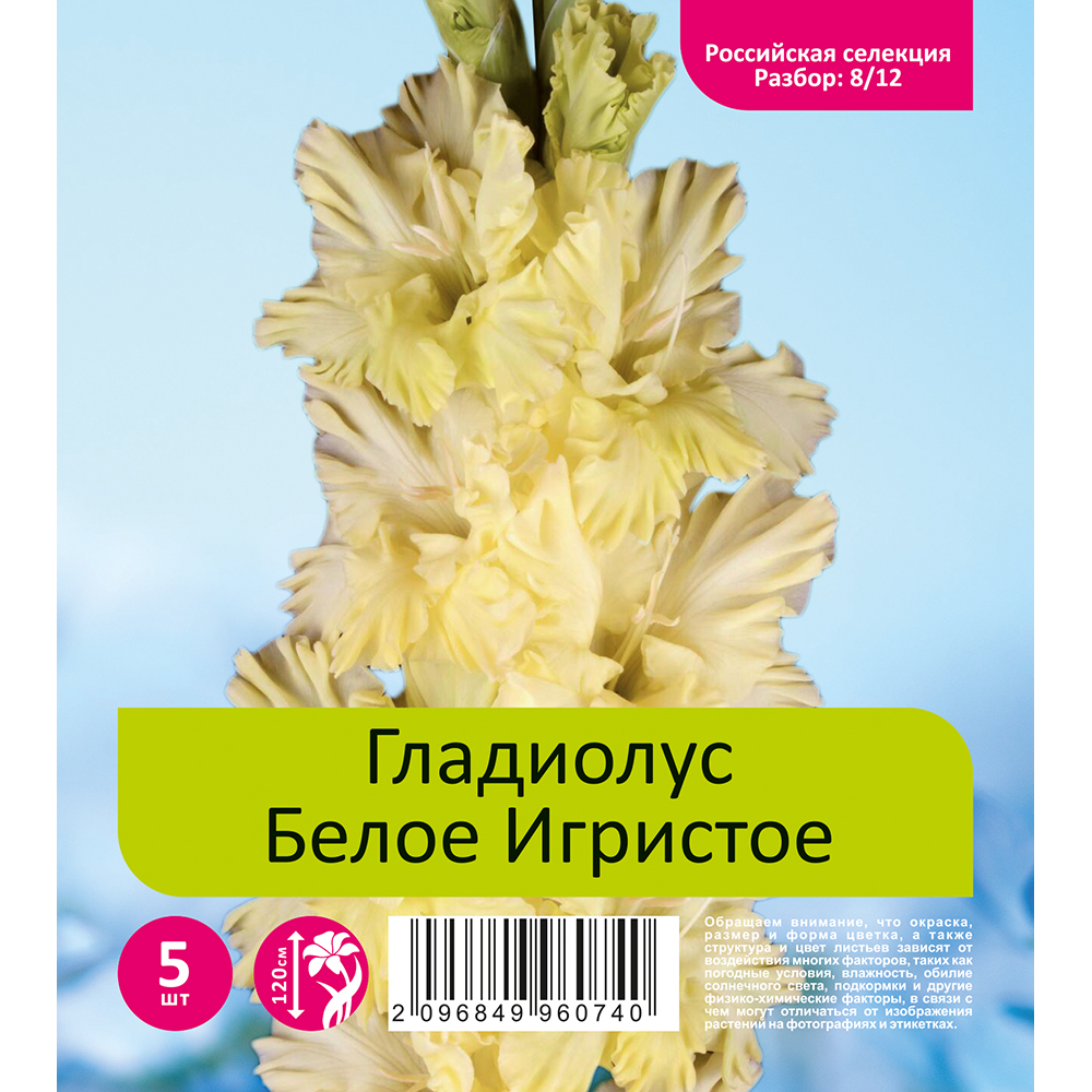 Гладиолус Белое Игристое 5шт  (разбор 8/12)