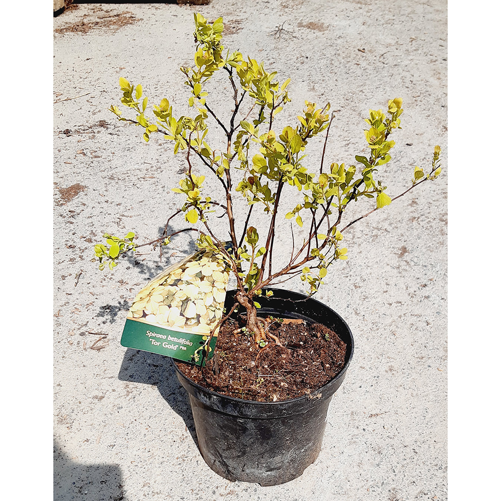 Спирея березолистная Тор Голд С2 20-30 1шт