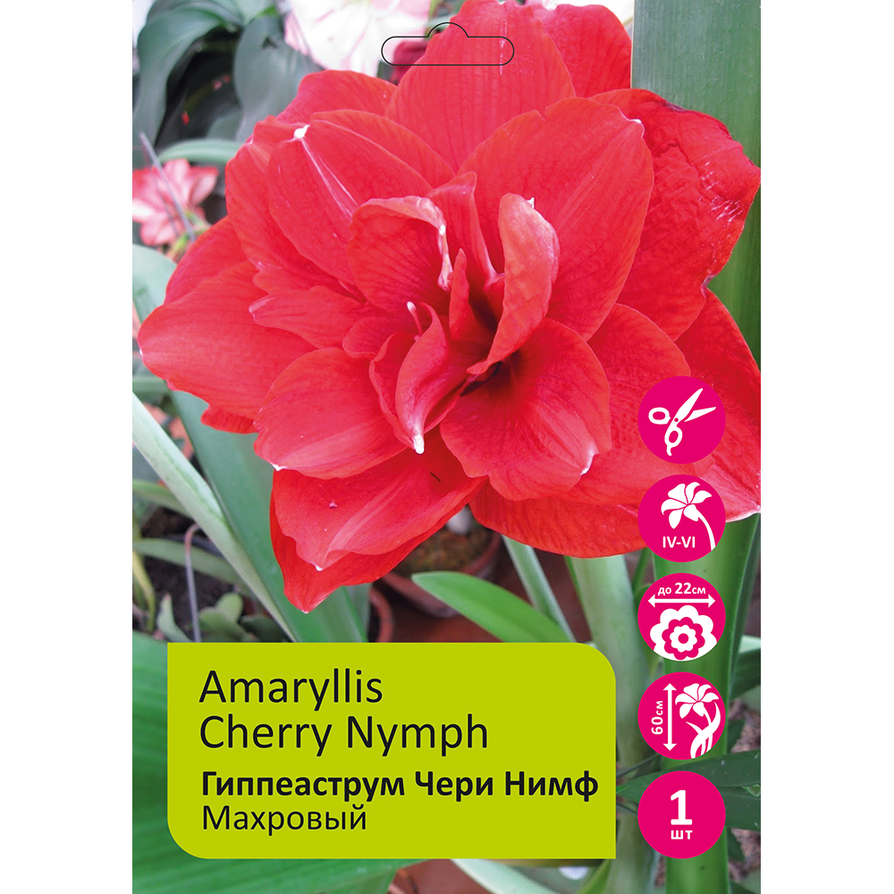 Гиппеаструм/Амариллис Чери Нимф 1 шт 24/26/Amaryllis Cherry Nymph