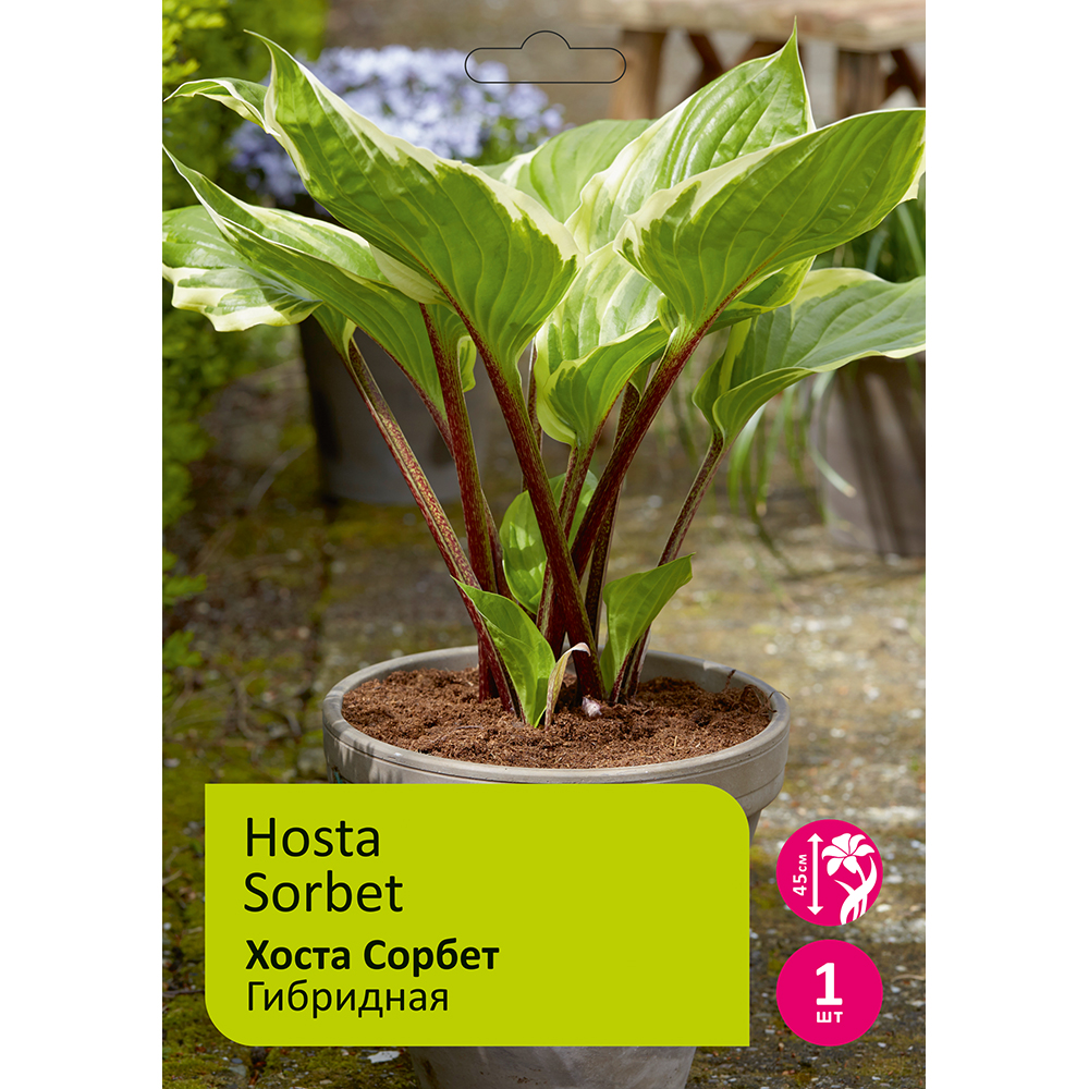 Хоста Сорбет 1шт/Hosta Sorbet