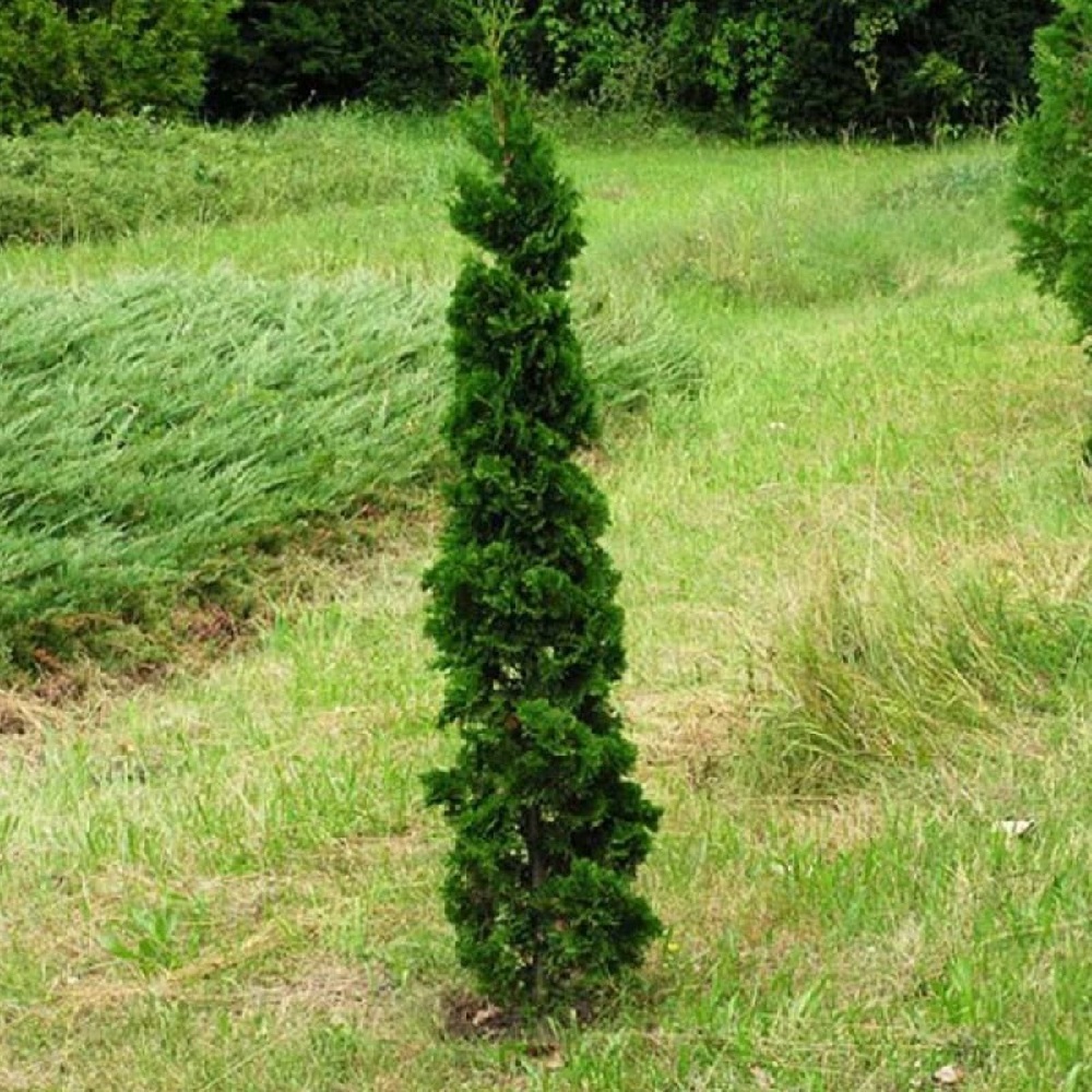 Туя западная Бробекс Тауэр С3 1шт/Thuja occidentalis Brobecks Tower