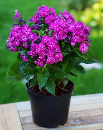 Флокс Бамбини Дизайр 1шт метельчатый/Phlox paniculata Bambini Desire