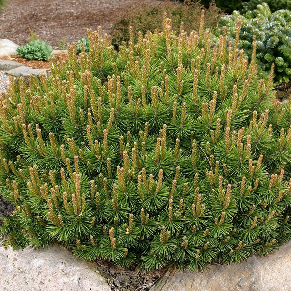Сосна горная Пумилио С5 1шт/ Pinus mugo var. Pumilio  