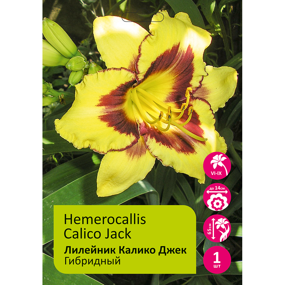 Лилейник Калико Джек 1шт /Hemerocallis Calico Jack