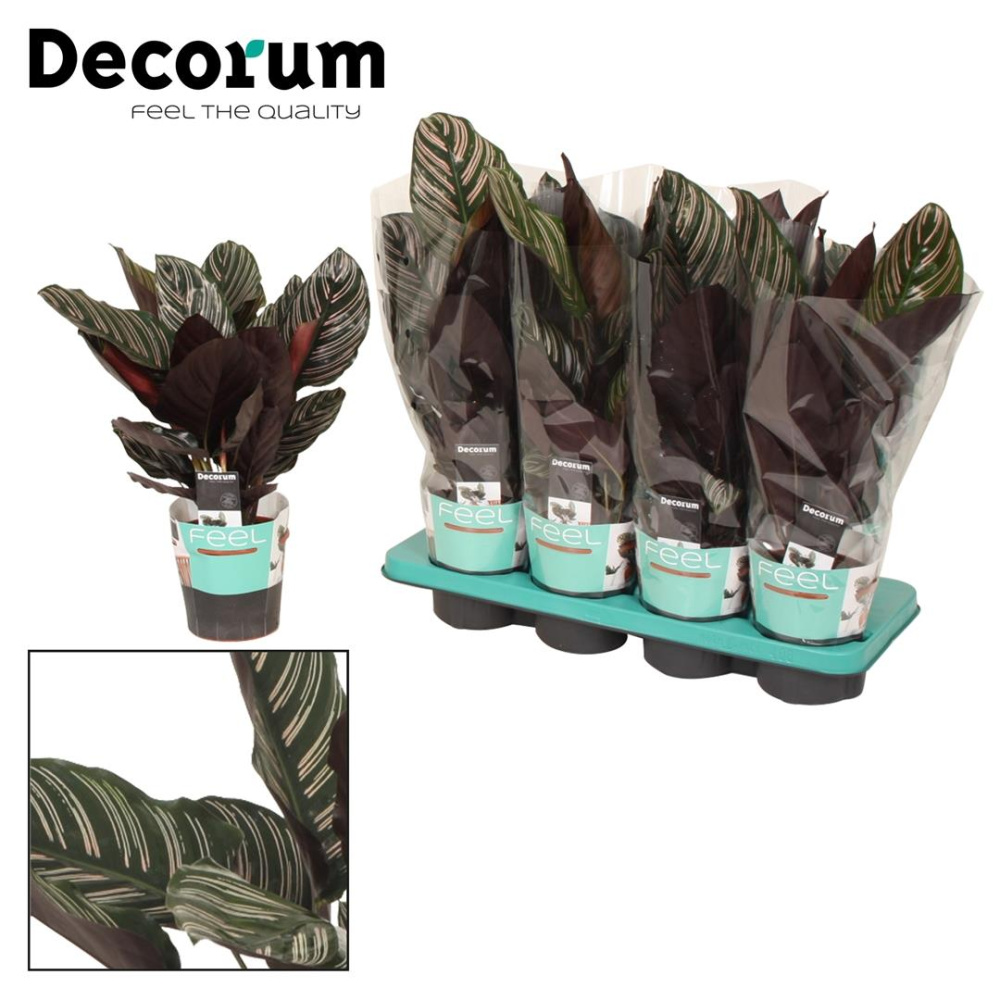 Калатея sanderiana д.17