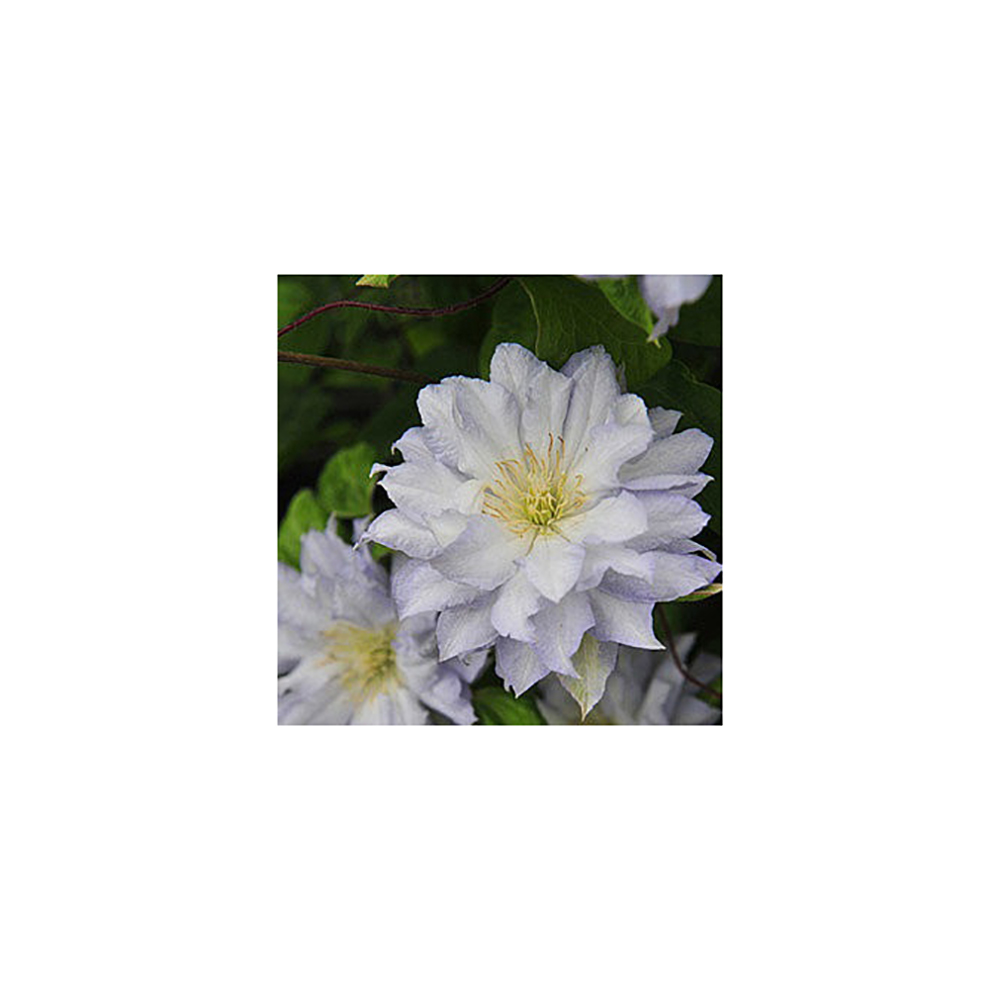 Клематис Даймонд Болл гр. обр.2 P9 1шт/Clematis Diamond Ball