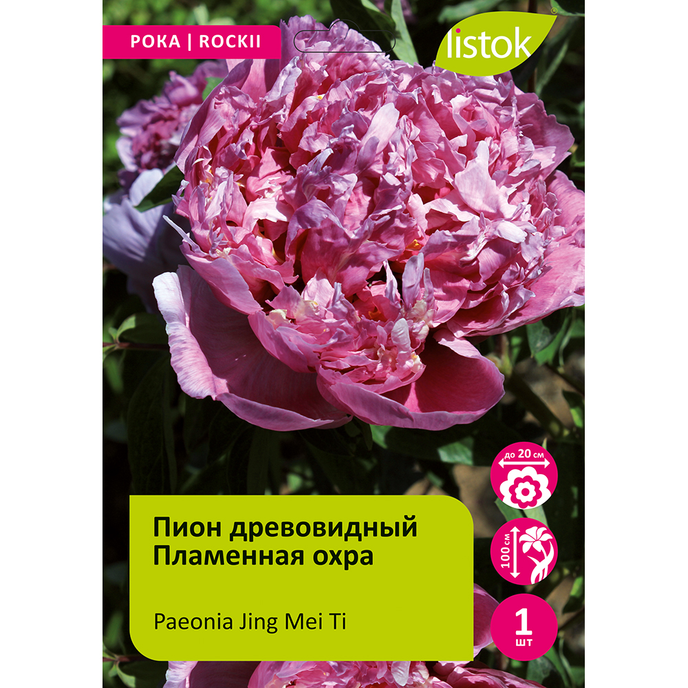 Пион древовидный Пламенная охра 1шт/Paeonia Jing Mei Ti (Цзин Мэй Ти)