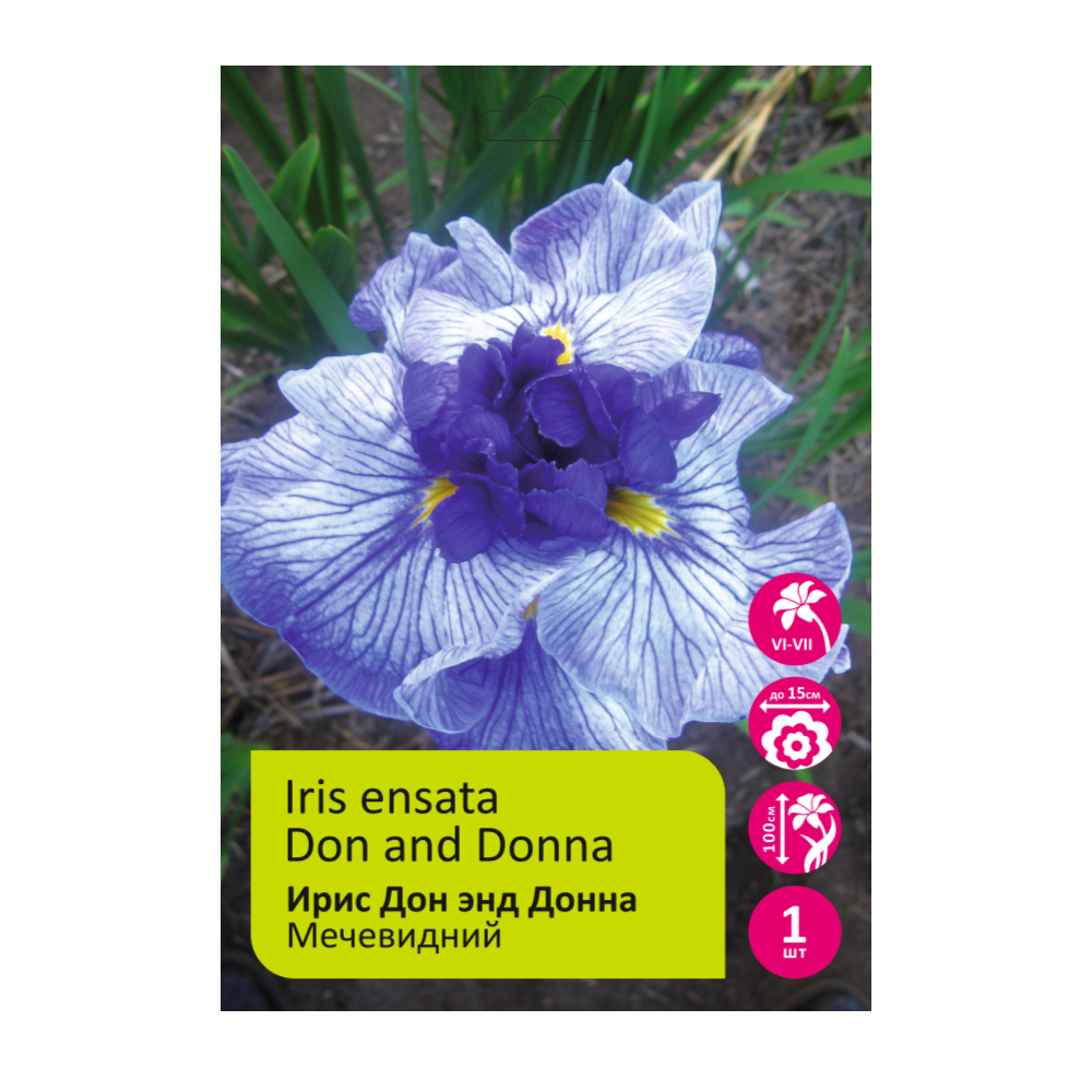 Ирис Дон энд Донна 1шт мечевидный /Iris ensata Don and Donna