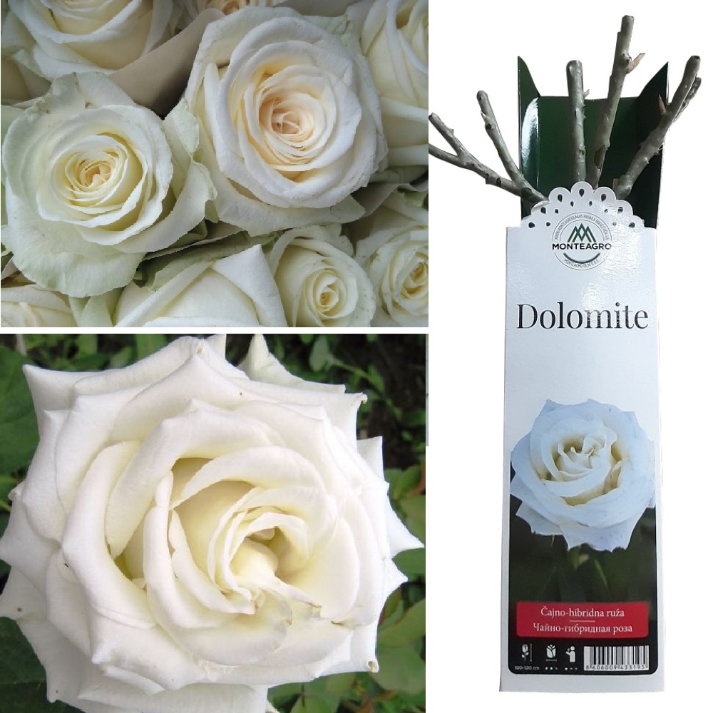 Роза Доломит Чайно-гибридная 1шт /Dolomite/20