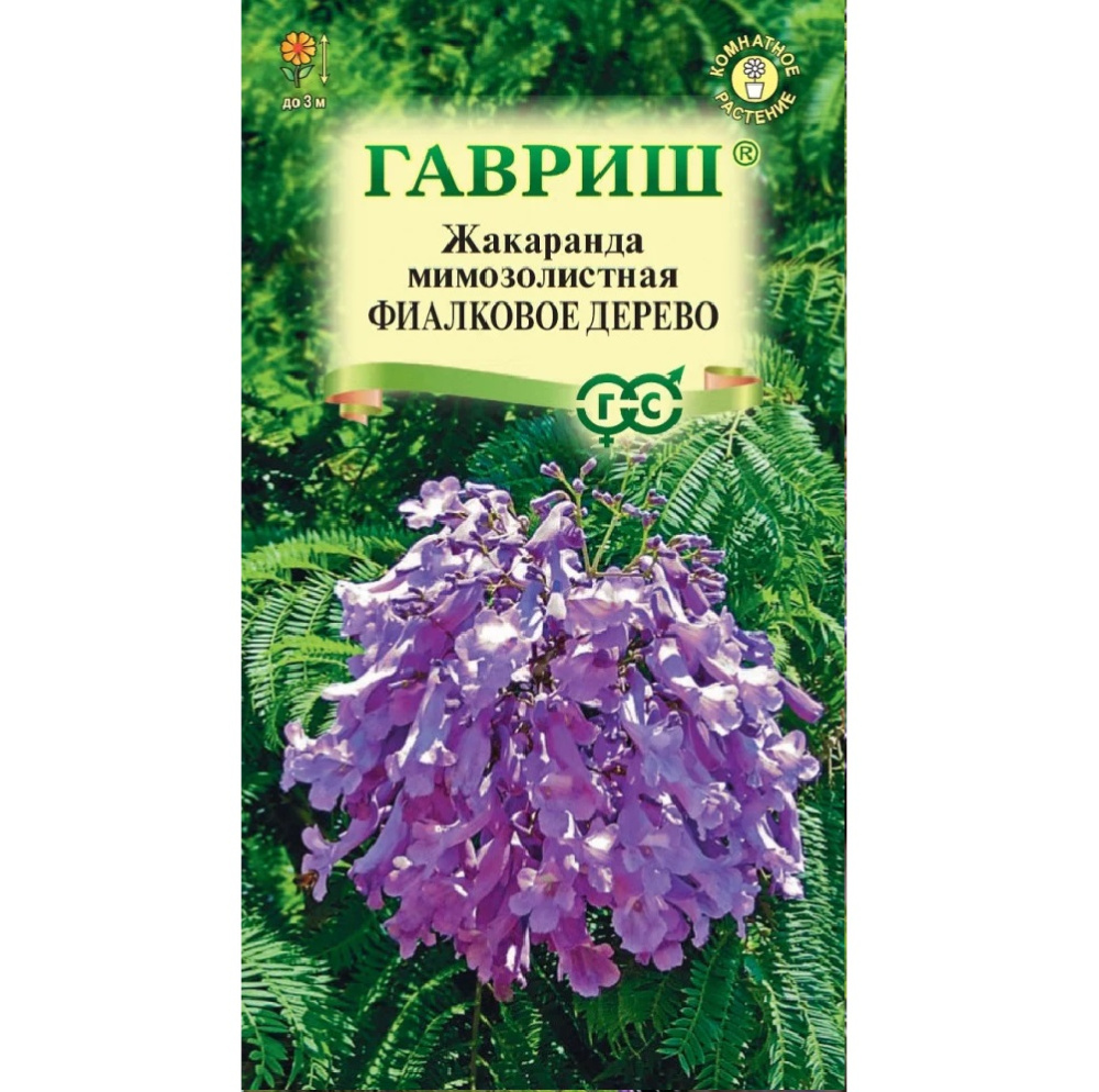Жакаранда мимозолистная Фиалковое дерево 3шт/10