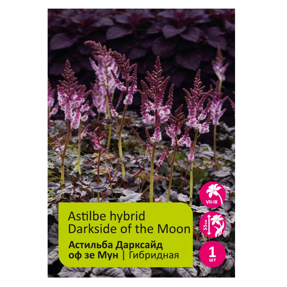 Астильба Дарксайд оф зе Мун 1шт 2/3 /Astilbe hybrid Darkside of the Moon