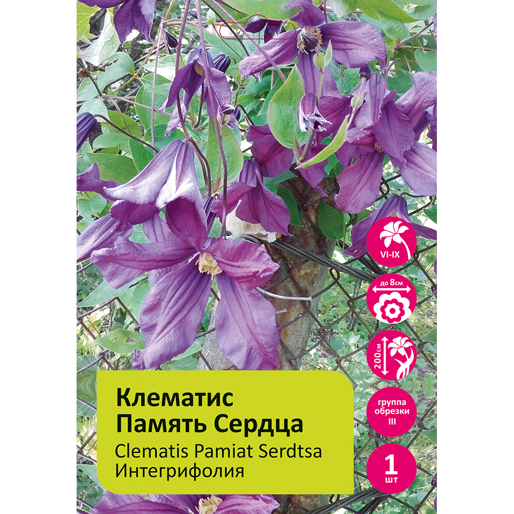 Клематис Память Сердца 1шт гр.обрезки 3 /Clematis Pamiat Serdtsa